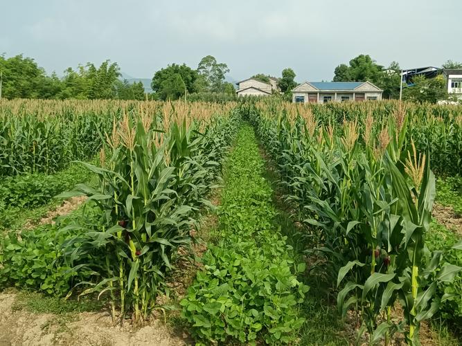 顾县镇为推行玉米大豆带状复合种植模式,安排相关技术人员下至田间地