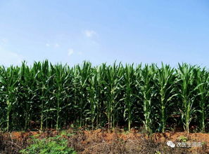 统计局 2017年玉米种植面积下降3.6 附各省粮食产量