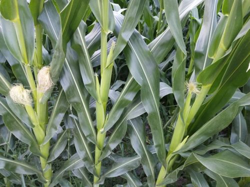 种植的玉米,为啥产量低 播种时间搞错了,如何能高产