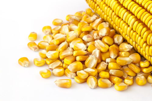 玉米怎么种 玉米的种植技巧与管理方法