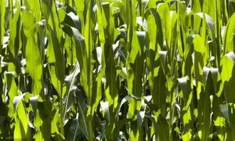 玉米品种也分地域,老农想要将黄淮海地区的玉米种植在江苏地区