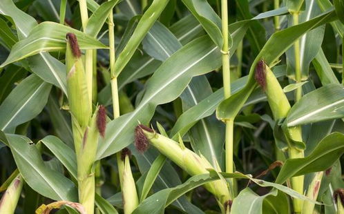 玉米种植,生长后期是否可以削叶打顶 很多农户弄错了