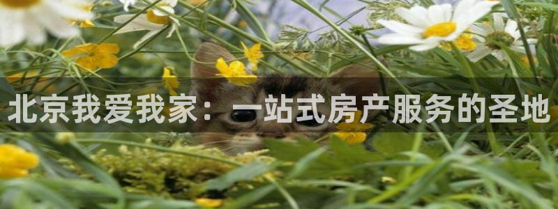 新宝5注册登录：北京我爱我家：一站式房产服务的圣地