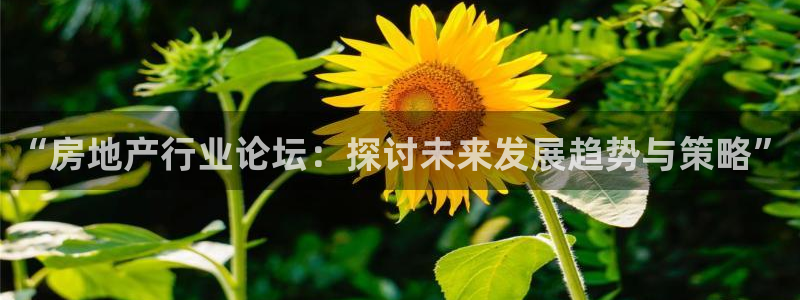 新宝5娱乐多：“房地产行业论坛：探讨未来发展趋势与策略”