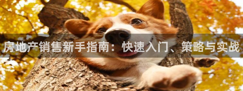 新宝5登陆：房地产销售新手指南：快速入门、策略与实战